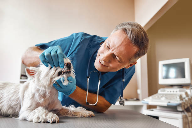 Best Emergency Dentist for Special Needs Patients in Shenandoah, VA